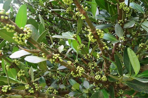 福木樹|菲島福木(恆春熱帶植物園)